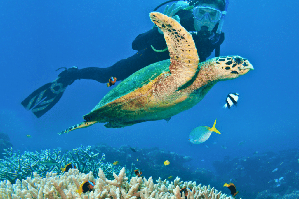 Dive Into These Top Destinations for Underwater Discovery | Great ...